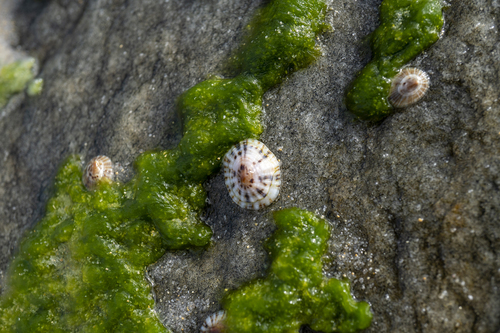 Siphonaria zelandica observed 2026-10-25