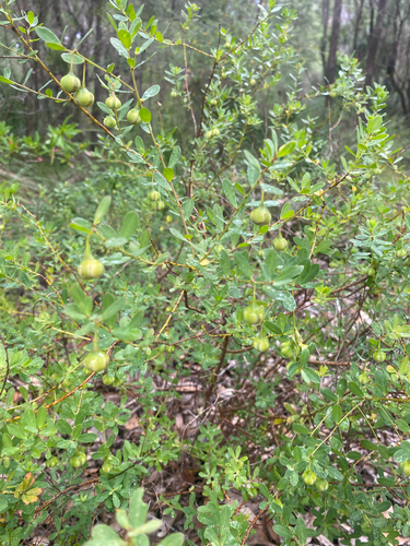 Phyllanthus calycinus observed 2026-10-25