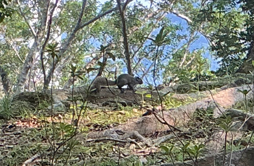 Callosciurus, 2026-10-25