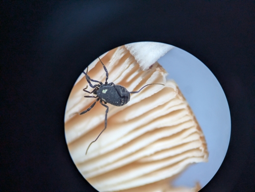 Nemastoma observed 2026-10-25