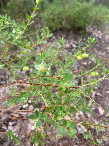 Phyllanthus calycinus observed 2026-10-25