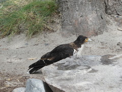 Daptrius albogularis