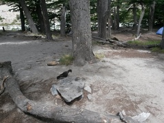 Daptrius albogularis