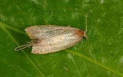 Tachystola acroxantha