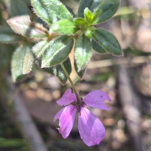 Tetratheca observed 2026-10-25