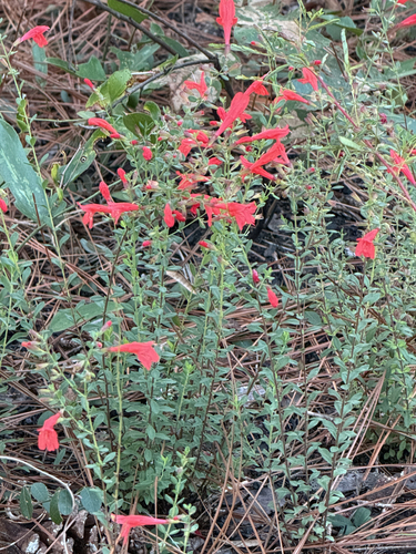 Clinopodium coccineum observed 2026-10-25
