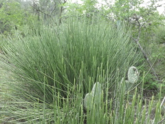 Euphorbia rossiana