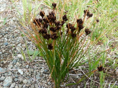 Juncus jacquinii