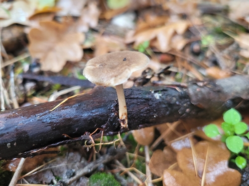 Lentinus brumalis observed 2026-10-25