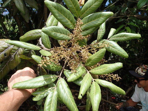 Hawai'i alectryon (Alectryon macrococcus var. auwahiensis)