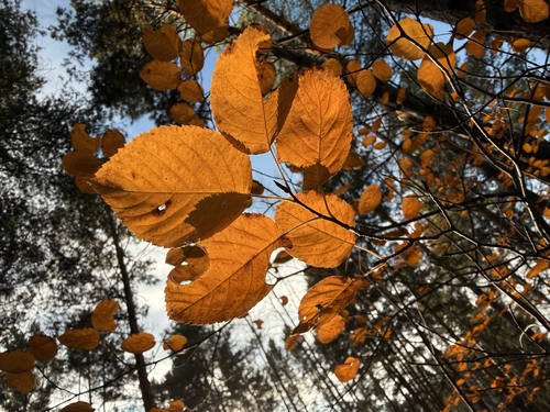 Amelanchier alnifolia, 2026-10-24