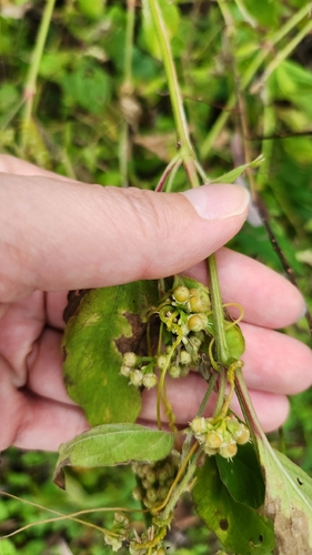 Cuscuta pentagona observed 2026-10-24