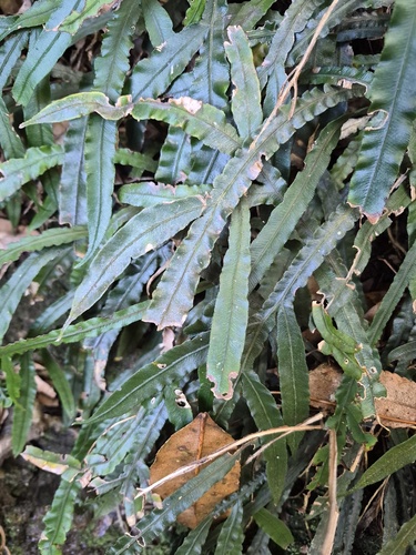 Austroblechnum patersonii observed 2026-10-25