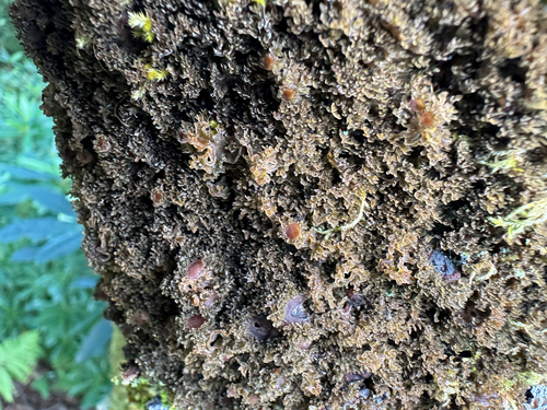 Leptogium observed 2026-10-22