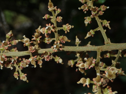 Alectryon macrococcus