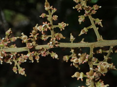 Alectryon macrococcus