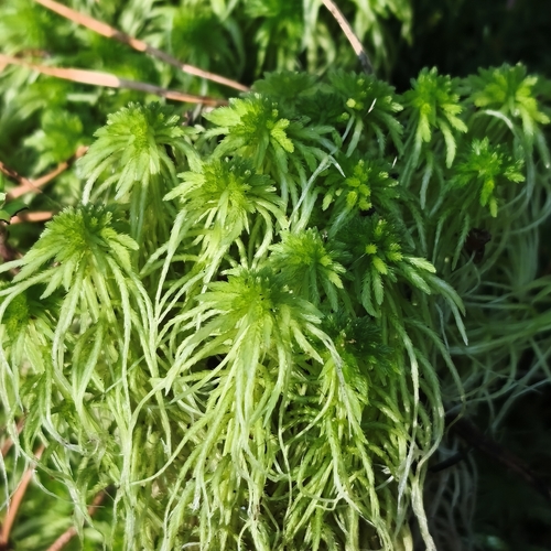 Sphagnum girgensohnii observed 2026-10-17