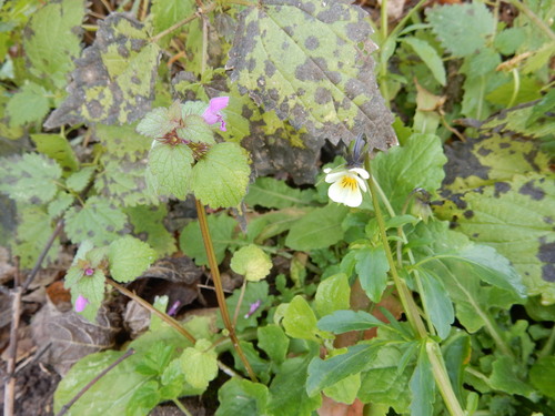 Viola arvensis, 2026-10-25