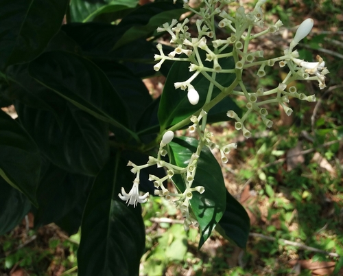 Gaertnera vaginans observed 2020-05-15