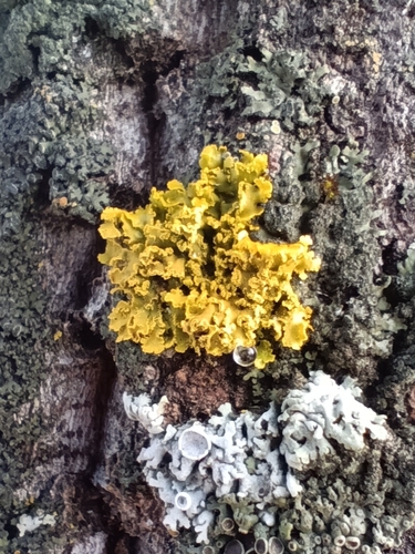 Xanthomendoza, 2026-10-25