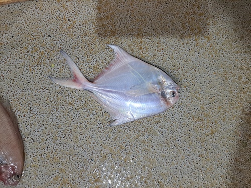 Pampus argenteus observed 2025-11-21