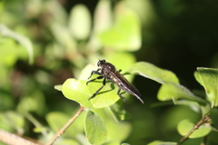 Promachus painteri