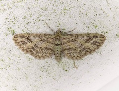 Eupithecia maestosa