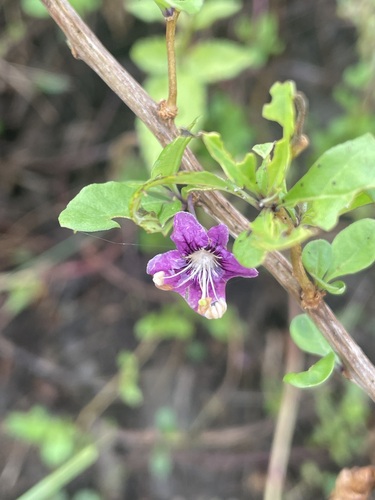 Lycium chinense observed 2026-10-25