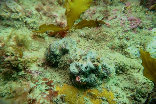 Vulsella ovata observed 2026-10-22