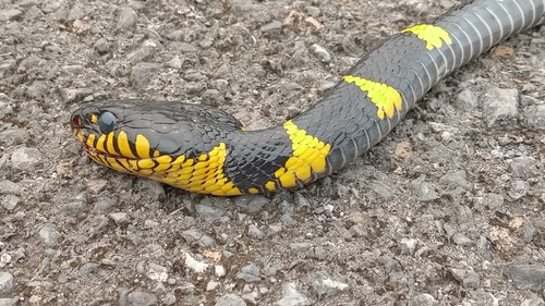 Boiga dendrophila observed 2026-10-25