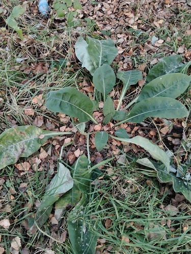 Pulmonaria mollis observed 2026-10-25