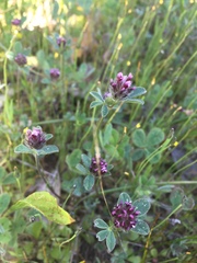 Trifolium macraei