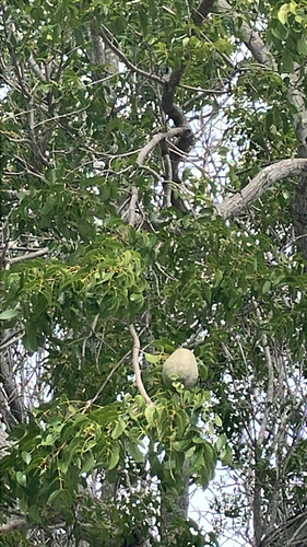 Swietenia mahagoni observed 2026-10-24