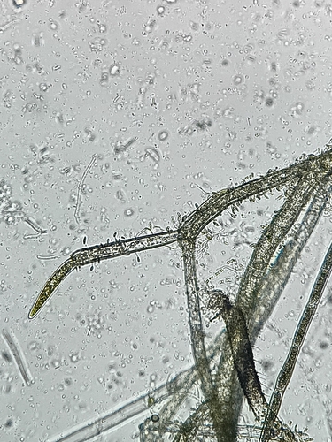 Cladophora observed 2026-10-25