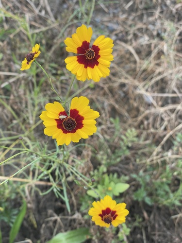 Coreopsis tinctoria observed 2026-10-25