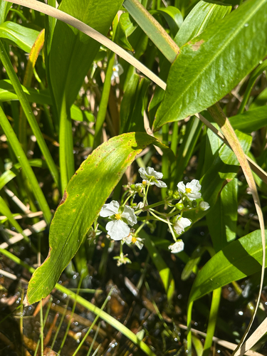 Sagittaria graminea observed 2026-10-25