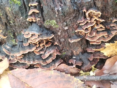 Hymenochaete rubiginosa observed 2026-10-25