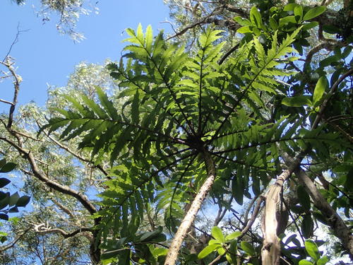 Cyanea asplenifolia