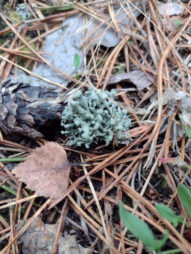 Hypogymnia tubulosa, 2026-10-25