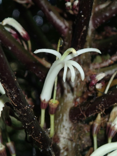 Cyanea asplenifolia