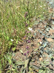 Streptanthus glandulosus pulchellus