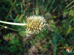 Eryngium purpusii