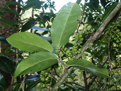 Antidesma platyphyllum