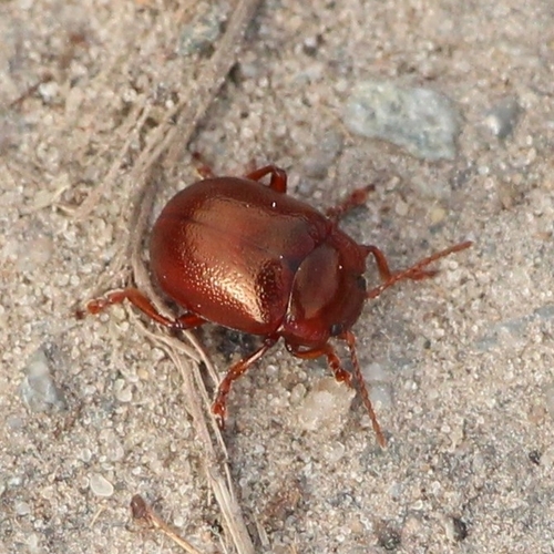 Staphylaea staphylaea observed 2026-10-25