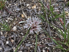 Allium simillimum