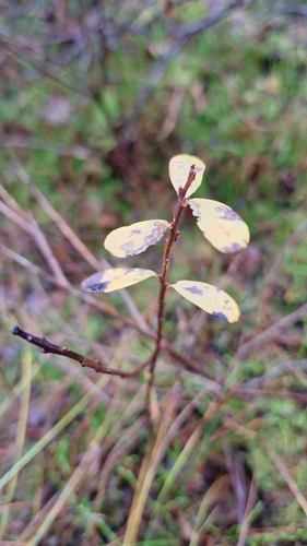 Vaccinium uliginosum observed 2026-10-25