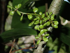 Antidesma platyphyllum