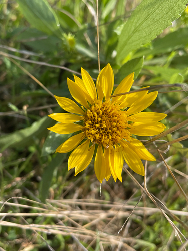 Grindelia squarrosa, 2026-10-25