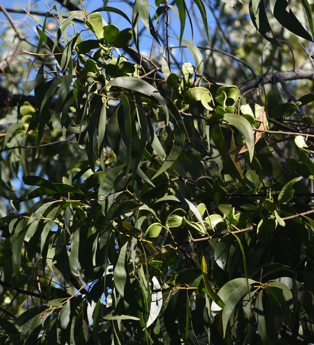 Acacia crassicarpa observed 2026-08-21