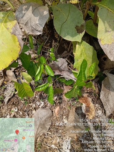 Ficus septica observed 2026-10-25